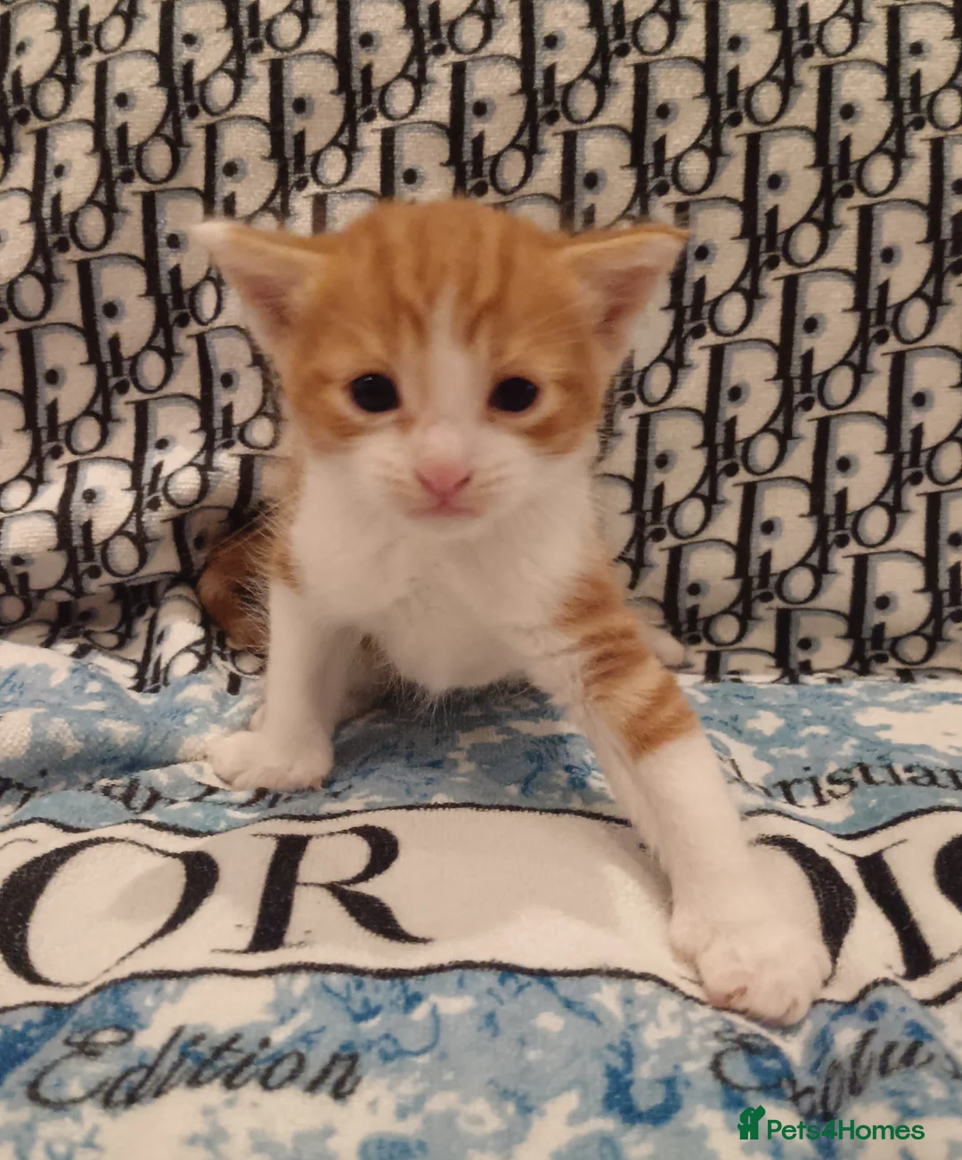 American Shorthair cats for sale: 6 gorgeous mix breed kittens  - Advert 36