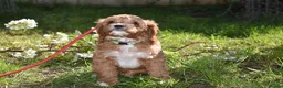 Cavapoo dogs for sale: Ready Now F1 Toy Cavapoo Puppies Health Tested - Advert 27
