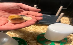 Chickens poultry for sale: HATCHING EGGS - Pekin Bantams  in Warrington - Image 7