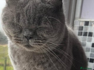 British Shorthair cats 3 year old British short hair girl - Advert 1