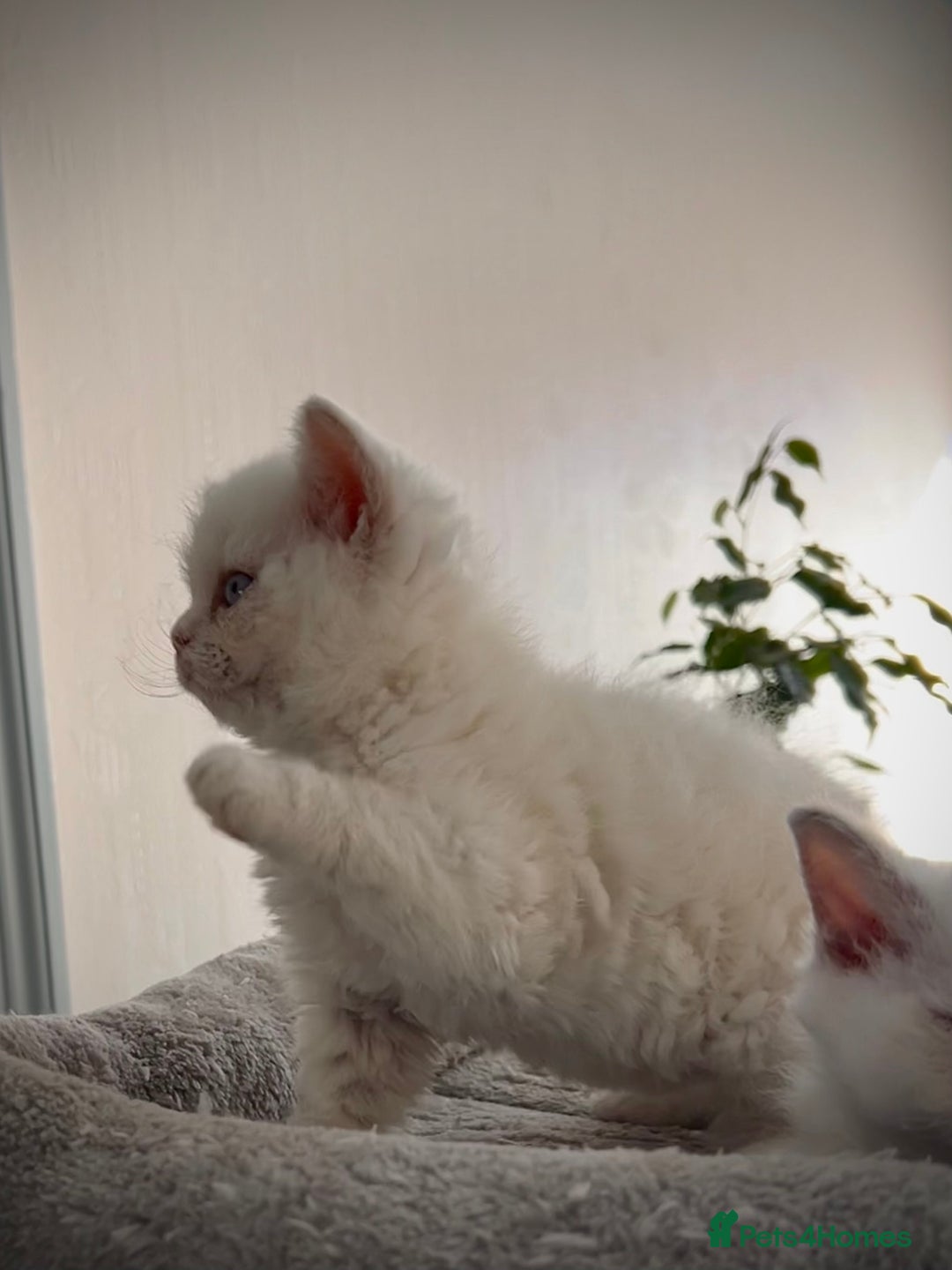 Selkirk Rex cats for sale: SELKIRK REX KITTENS  😻 - Advert 21