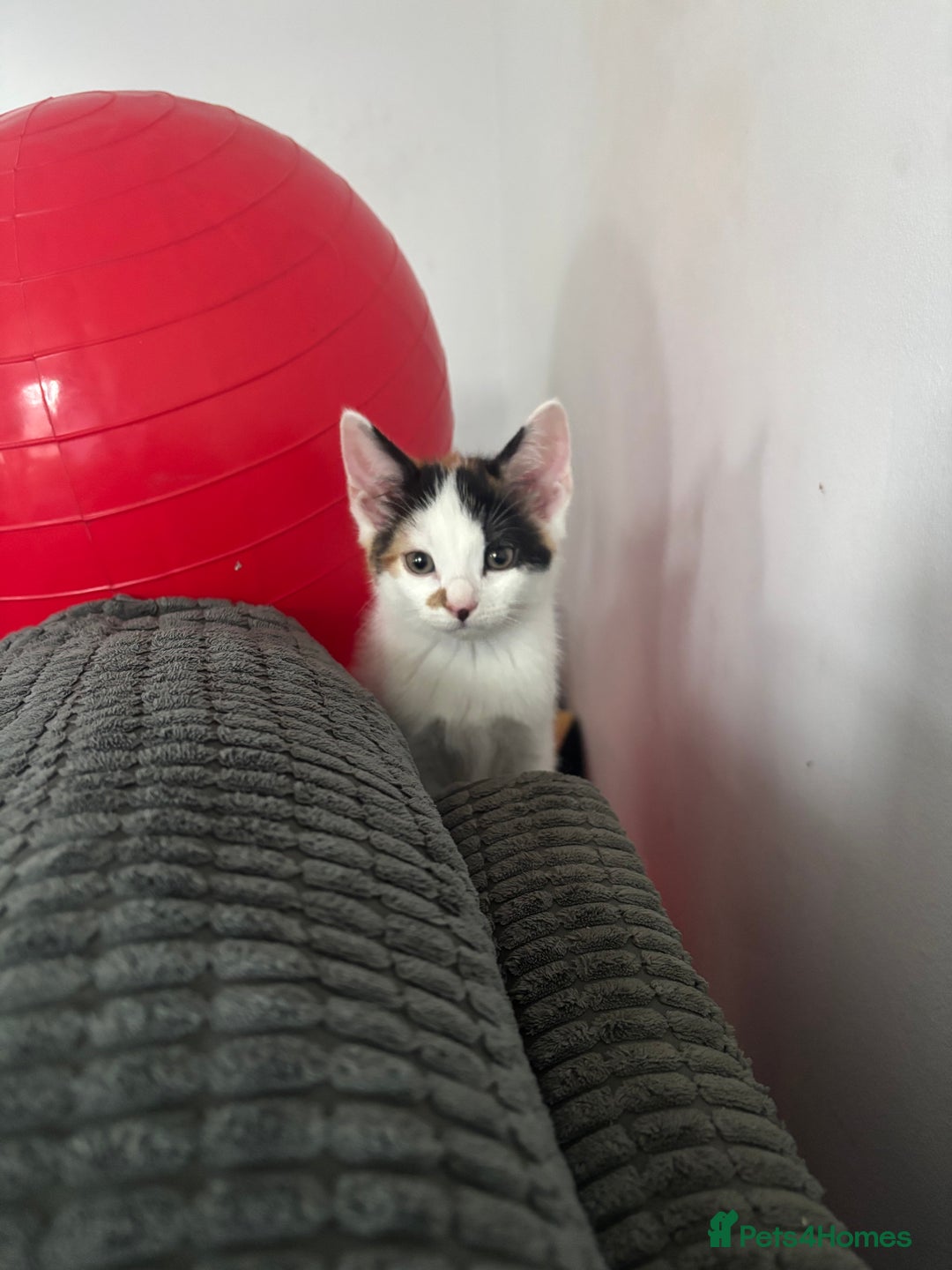 Mixed Breed cats for sale: 2 ginger black and mostly white kittens both f  - Image 3