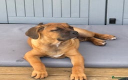 Cane Corso dogs for sale: Cane corso puppy - Image 3