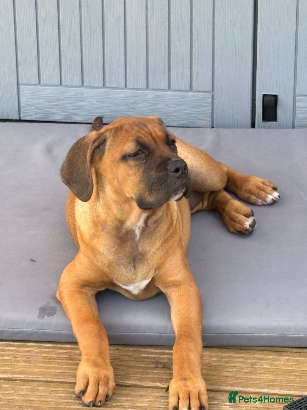 Cane Corso dogs for sale: Cane corso puppy - Image 3