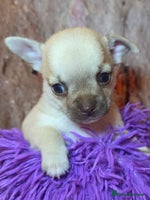 Chihuahua dogs CHIHUAHUA PUPPY - Advert 3