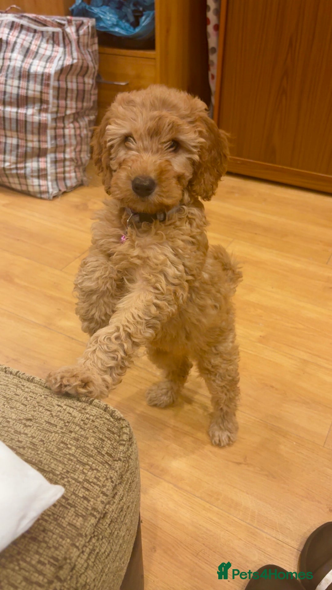 Cockapoo dogs for sale: Curly red cockapoo Peanut  - Advert 6