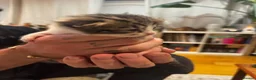 Mixed Breed cats for sale: GORGEOUS TABBY AND WHITE KITTENS - Advert 6