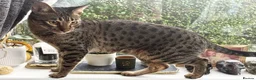 Savannah cats for sale: F6 SBT Savannah boy Koffee - Advert 12