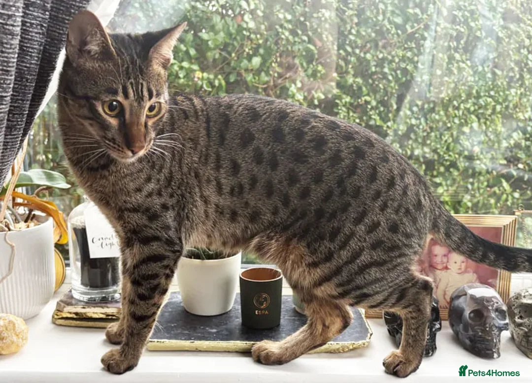 Savannah cats for sale: F6 SBT Savannah boy Koffee - Advert 12