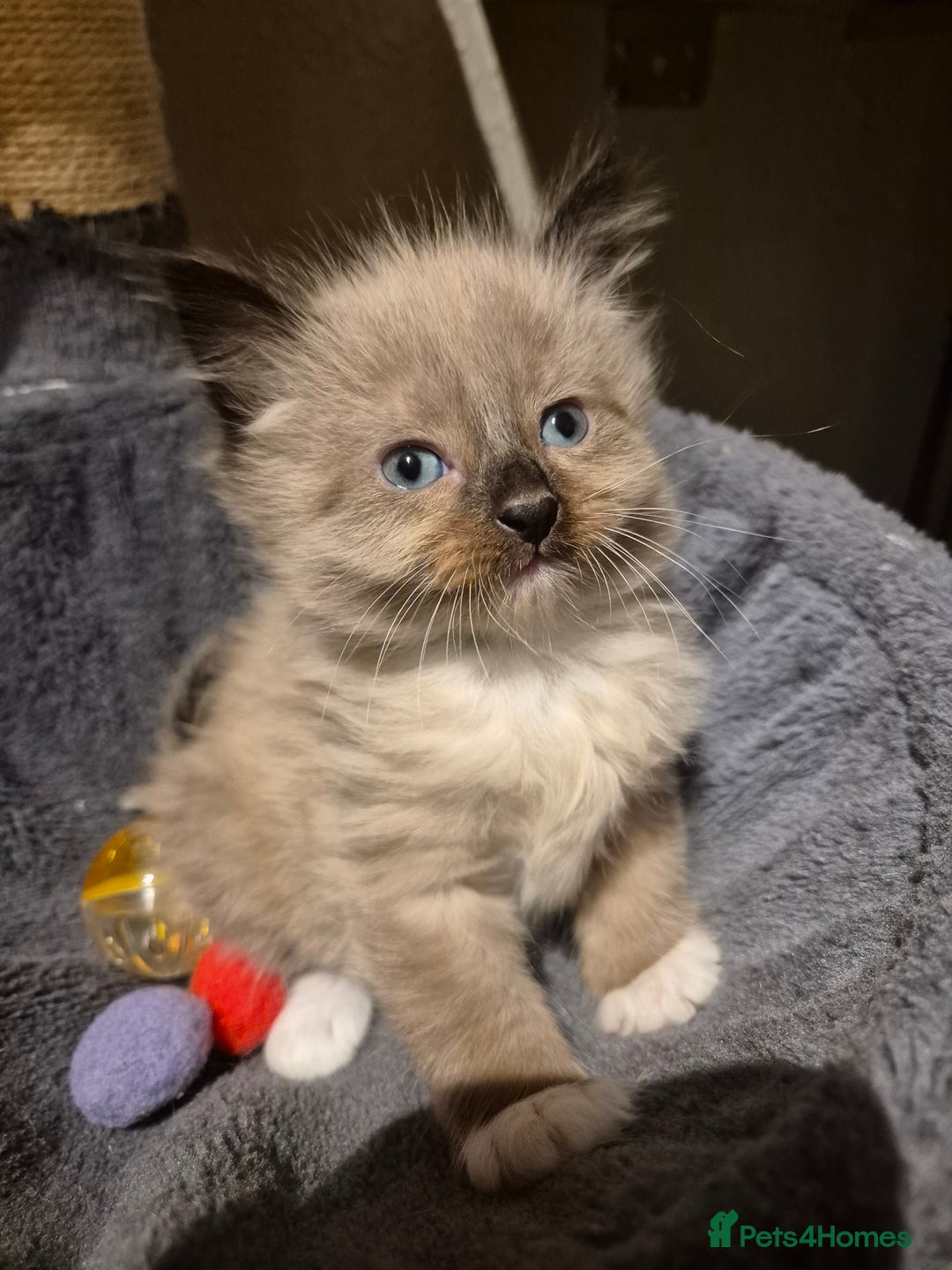 Mixed Breed cats for sale: Half Ragdoll kittens  - Advert 4