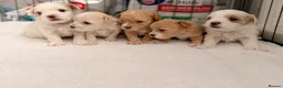 Maltipoo dogs for sale: Gorgeous maltipoo F2 - Advert 3