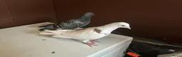 Pigeons birds for sale: A pair of young pigeons - Advert 4