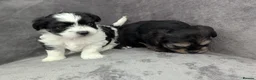 Chorkie dogs for sale: Chorkie puppies  - Advert 8