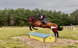 Irish Sports horses for sale: UNCOMPLICATED happy hacker / seasoned hunter  - Image 9
