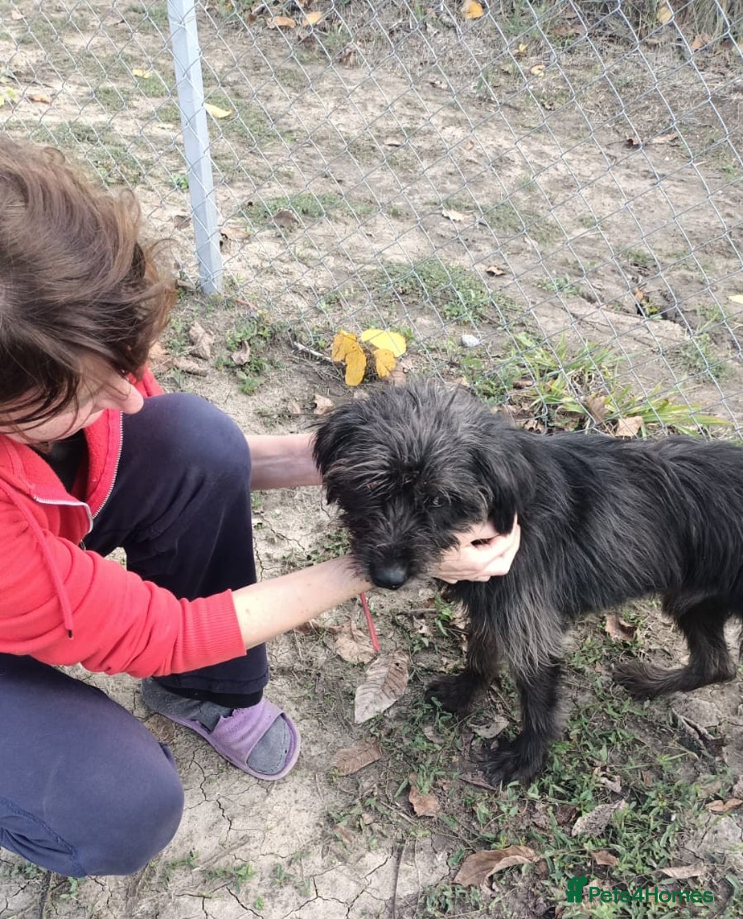 Mixed Breed dogs for adoption: ROCKY – Gentle, Resilient & Ready for Love 🐾 - Advert 6