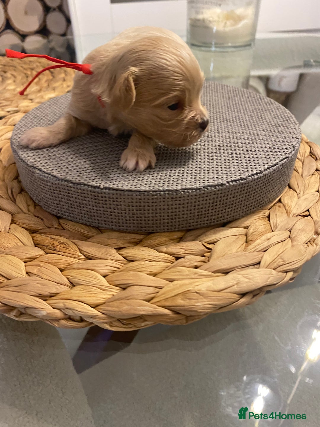 Maltipoo dogs for sale: 🧸 Tiny F1 Maltipoo Boys  - Image 3