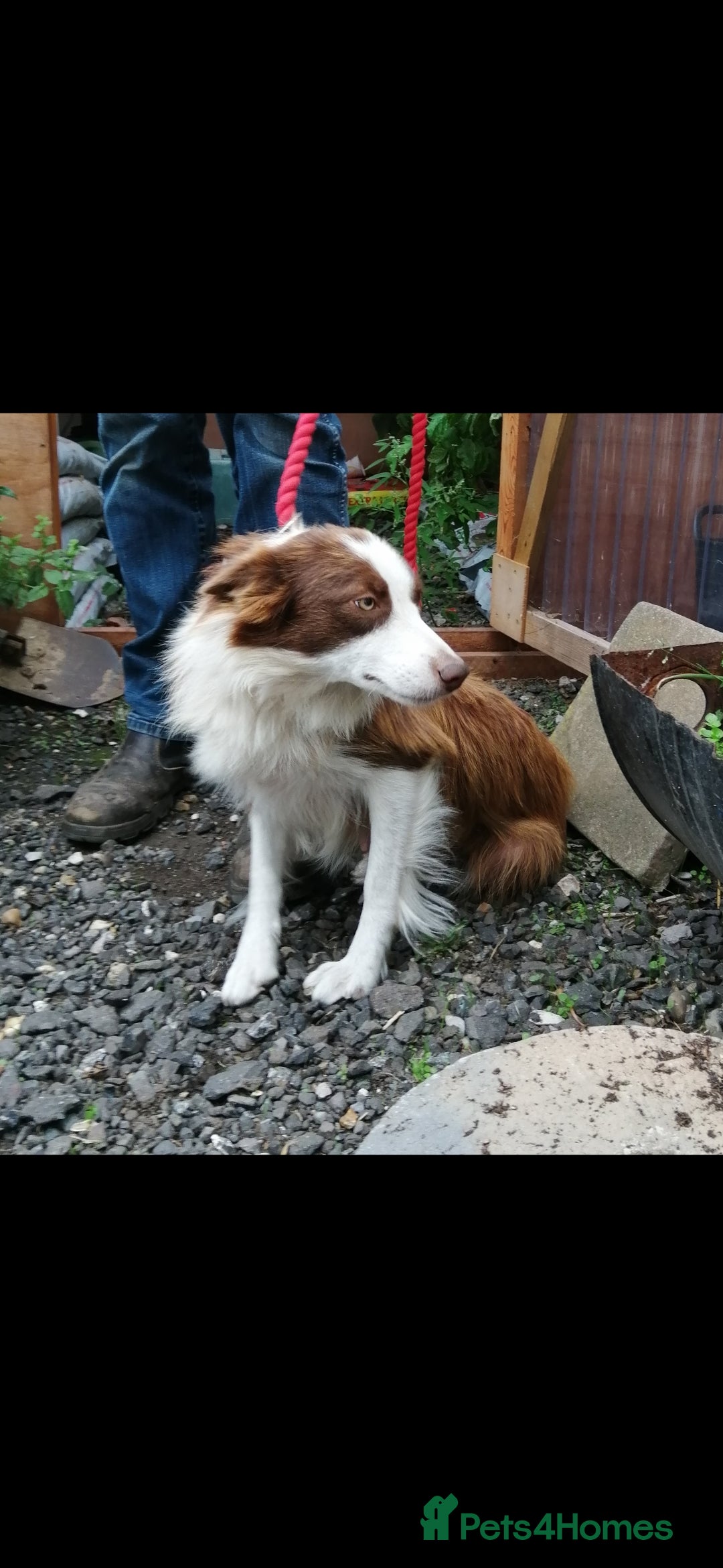 Border Collie dogs for sale: Long coated traditional border collie pups - Advert 2