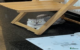 Scottish Fold cats for sale: Scottish fold kittens  - Image 18