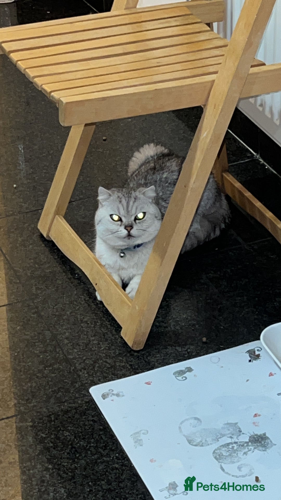 Scottish Fold cats for sale: Scottish fold kittens  - Image 18