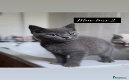 British Shorthair cats for sale: Colourpoint/ bicolour British shorthair kittens  - Image 14