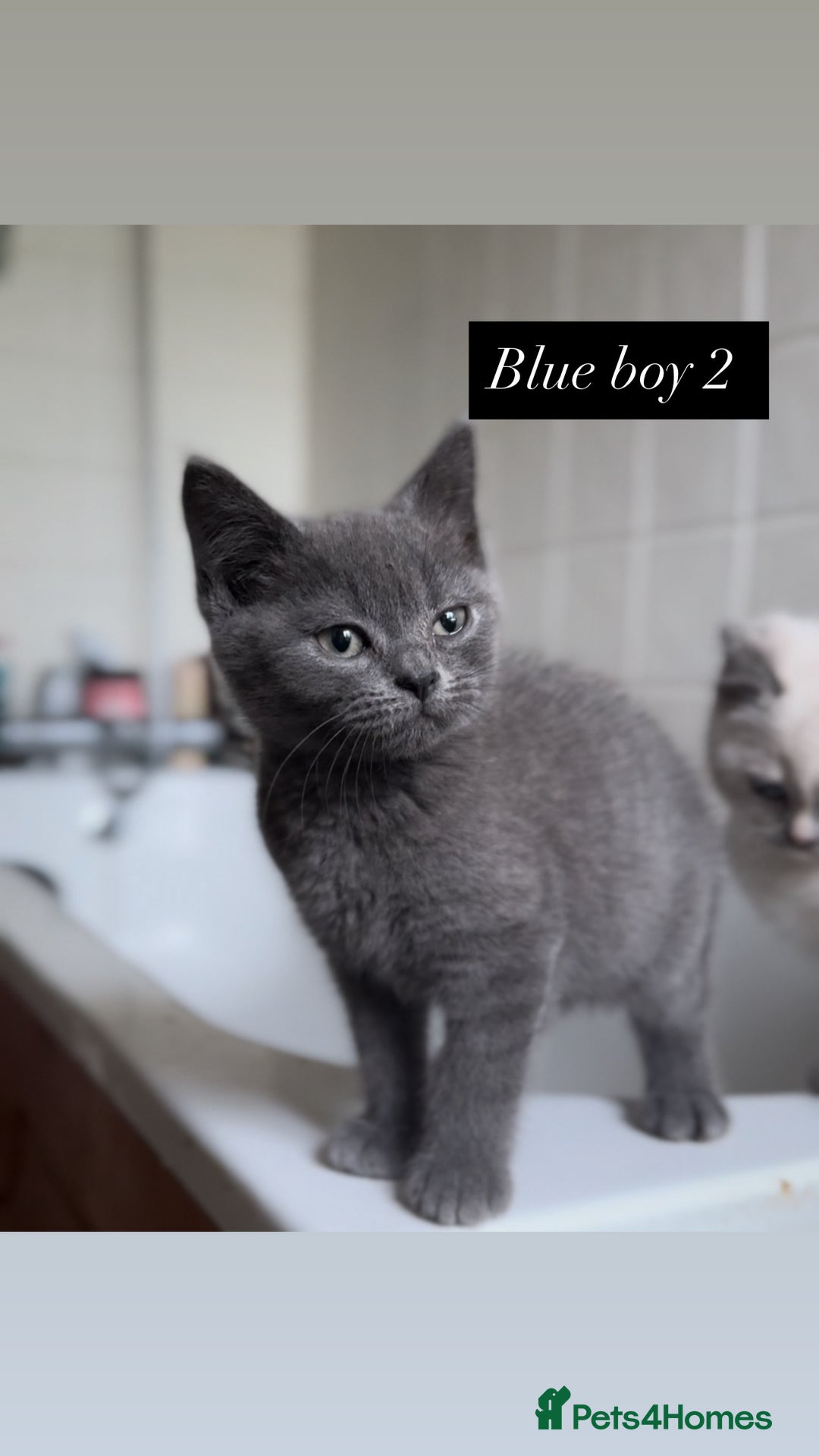 British Shorthair cats for sale: Colourpoint/ bicolour British shorthair kittens  - Image 14