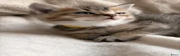 British Shorthair cats for sale: Gorgeous BSH Chinchilla Kittens  - Advert 10