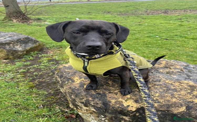 Mixed Breed dogs - Advert 1