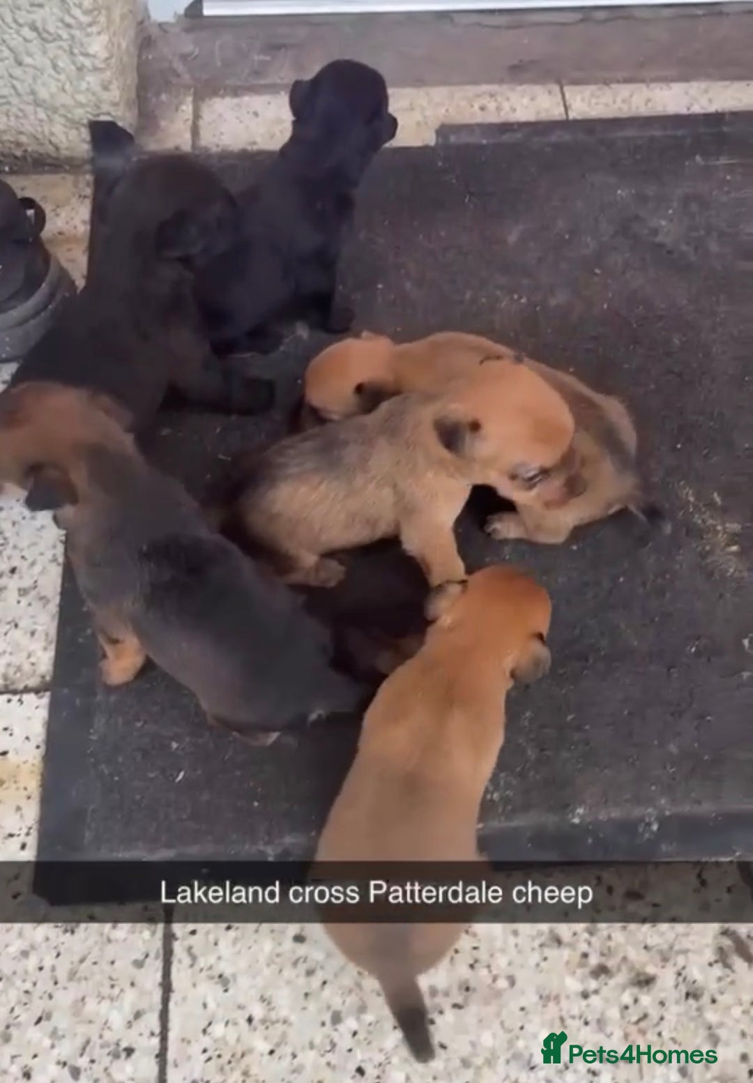 Mixed Breed dogs for sale: Lakeland x patterdale puppies for sale  - Advert 2