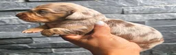 Miniature Dachshund dogs for sale: True Long Hair Minature Dachshunds - Advert 13