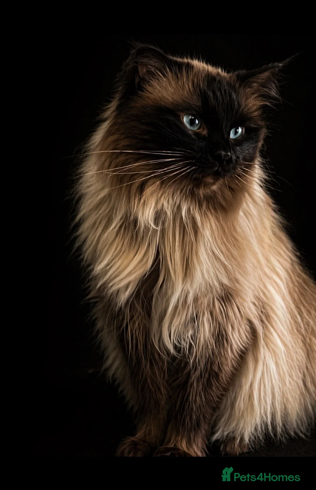 Ragdoll cats for stud: Champion Line Fife & GCCF registered for stud - Advert 2