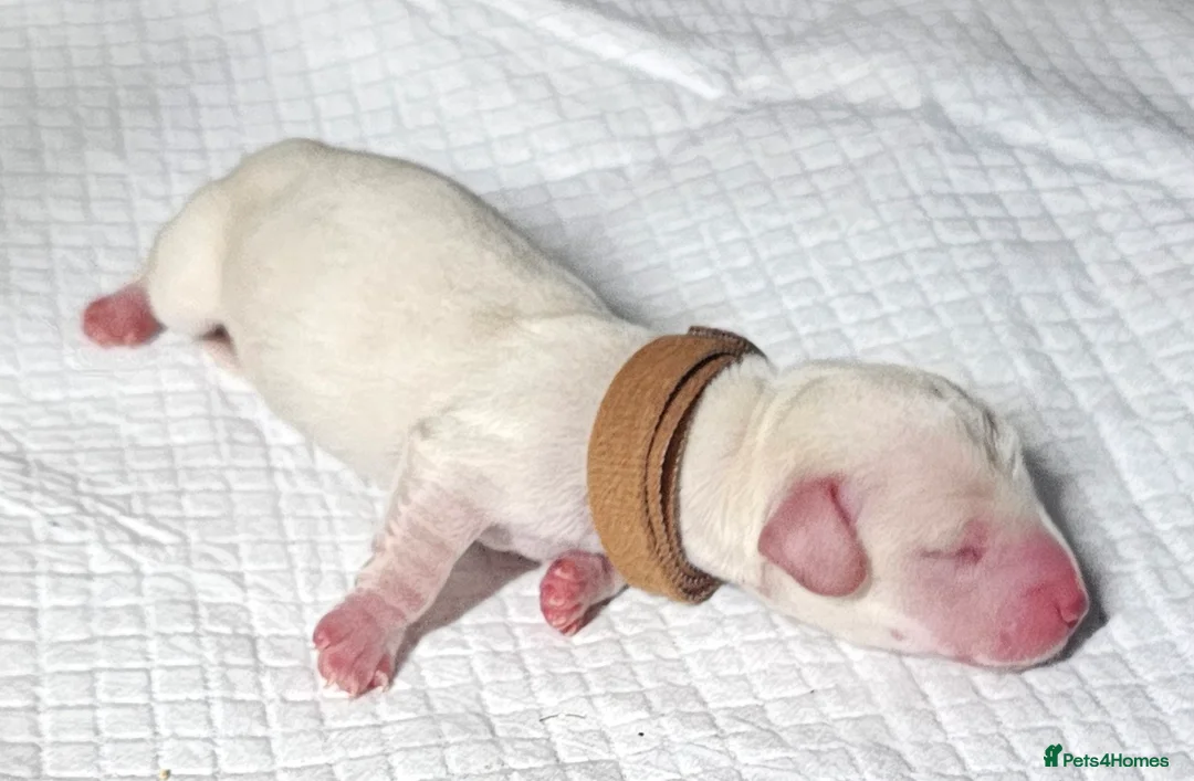 Miniature Dachshund dogs for sale: ⭐️⭐️⭐️⭐️⭐️ CREAM INTENSITY MINIDACHSHUND KCREG🐾❤️ - Advert 24