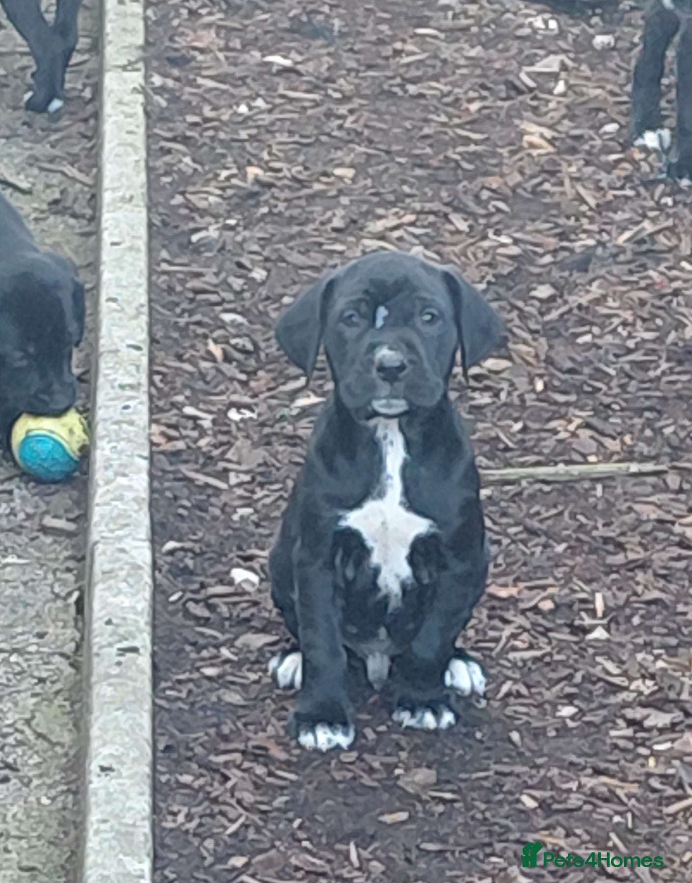 Mixed Breed dogs Golden retriever x dalmatian - Advert 2