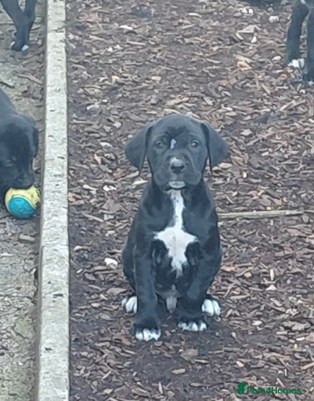 Mixed Breed dogs for sale: Golden retriever x dalmatian - Advert 2