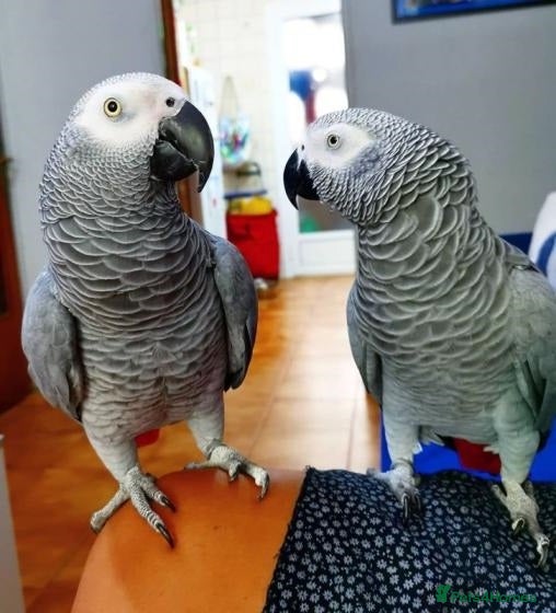Parrots birds Gorgeous Parrots with Amazing Personalities - Advert 1