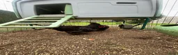 Chickens poultry for sale: Pair of Orpington black hens - FREE in Hunstanton - Advert 3