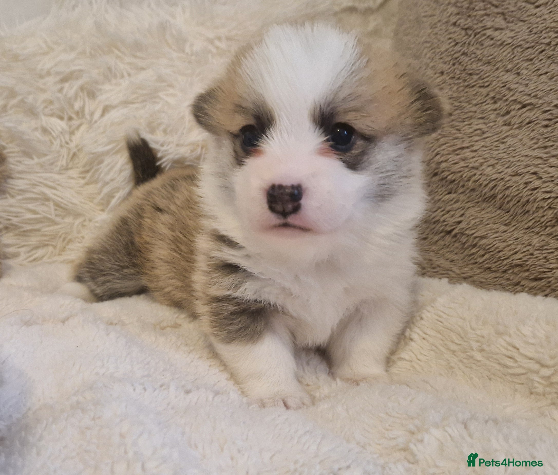 Welsh Corgi Pembroke dogs Exceptional Corgi Puppies ready next weekend! - Advert 7