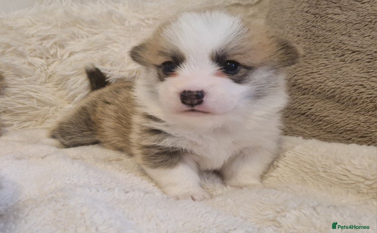 Welsh Corgi Pembroke dogs Exceptional Corgi Puppies ready soon - Advert 9