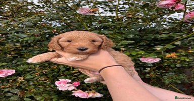 Australian Labradoodle dogs - Advert 3