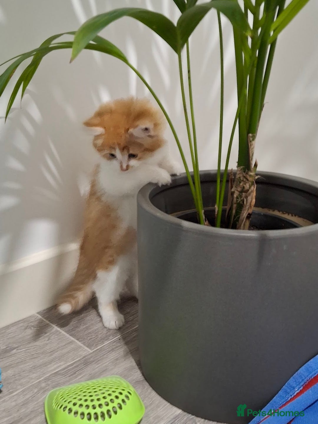 Maine Coon cats for sale: Beautiful Part Maine Coon/Ragdoll Long Haired Male - Advert 22