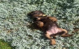 Cockapoo dogs for sale: Gorgeous American cockapoos  - Image 40