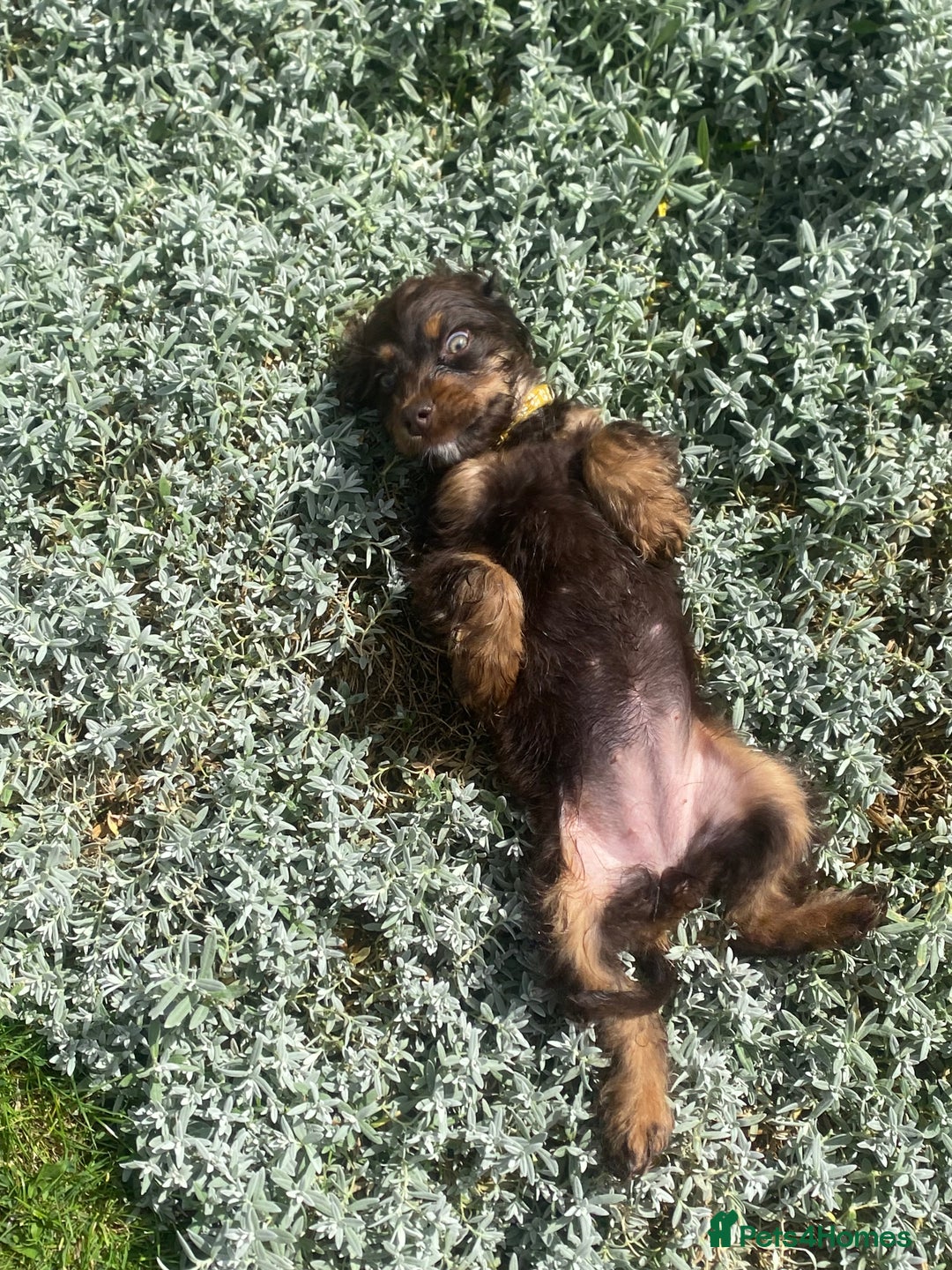 Cockapoo dogs for sale: Gorgeous American cockapoos  - Image 40