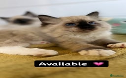 Ragdoll cats for sale: GCCF REGISTERED DNA TESTED PARENTS AND CLEAR  - Image 28