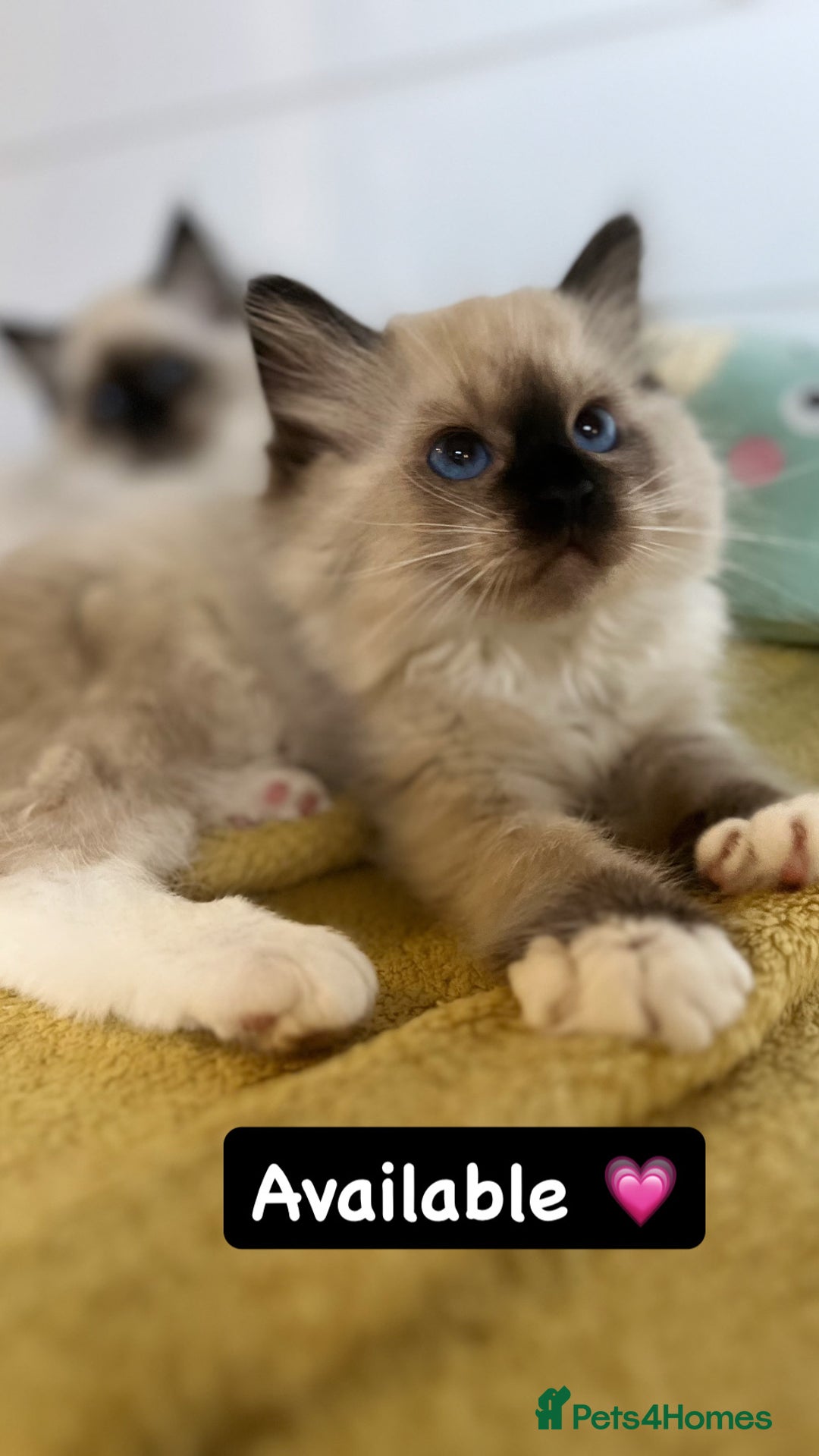 Ragdoll cats for sale: GCCF REGISTERED DNA TESTED PARENTS AND CLEAR  - Image 28