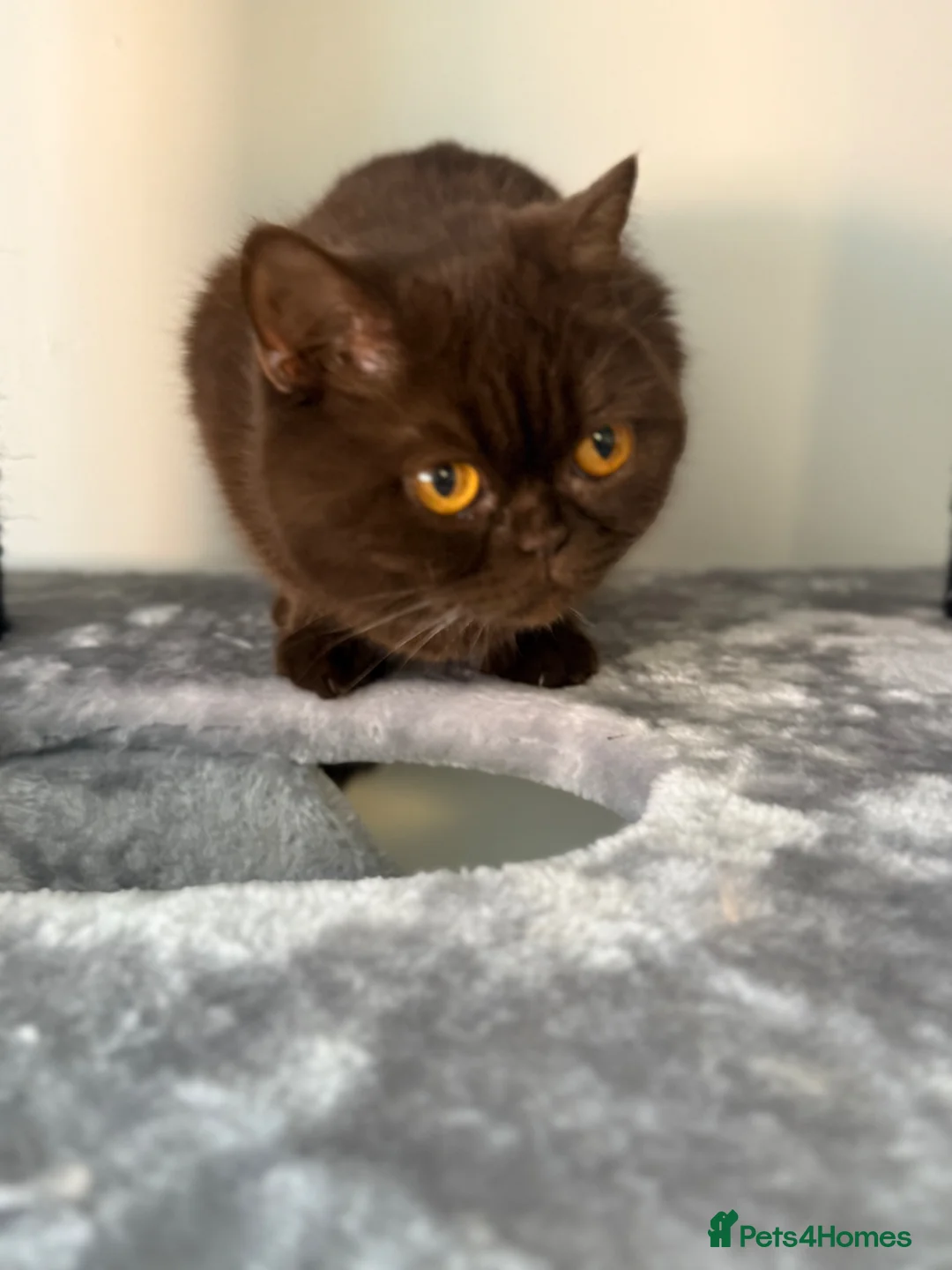 British Shorthair cats for sale: Chocolate British shorthair adult female - Advert 11