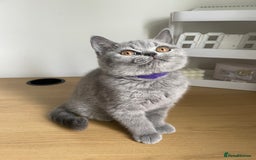 British Shorthair cats for sale: •Blue BSH Kittens – Ready Now . Last kitten left  - Image 30
