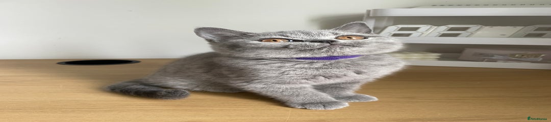 British Shorthair Kitten 1