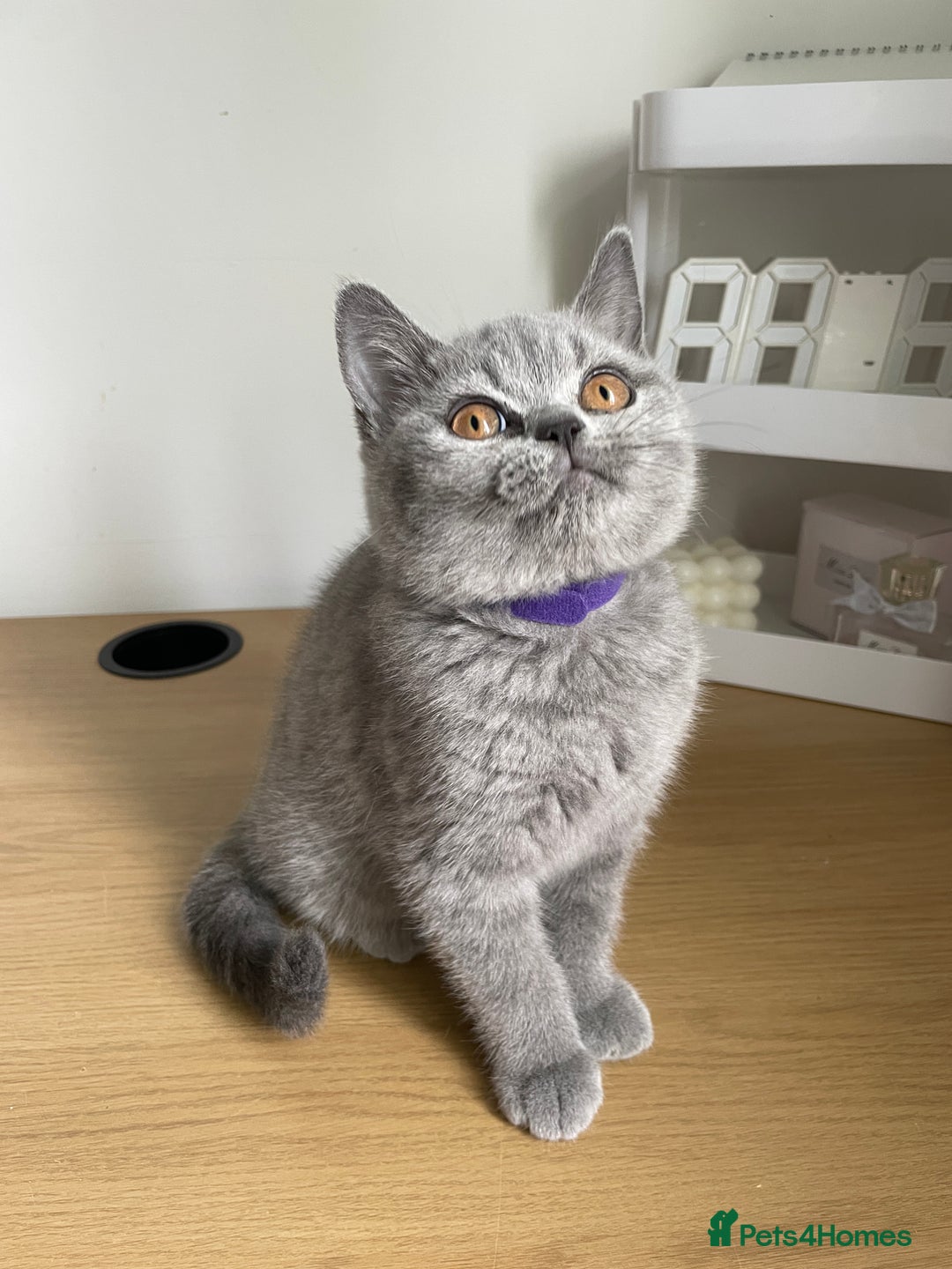 British Shorthair cats for sale: •Blue BSH Kittens – Ready Now . Last kitten left  - Image 30