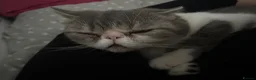 Exotic cats for sale: bella the exotic shorthair - Advert 19