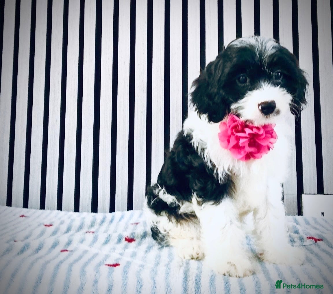 Cavapoo dogs Rare colour F1 Cavapoo puppy only one available  - Advert 1
