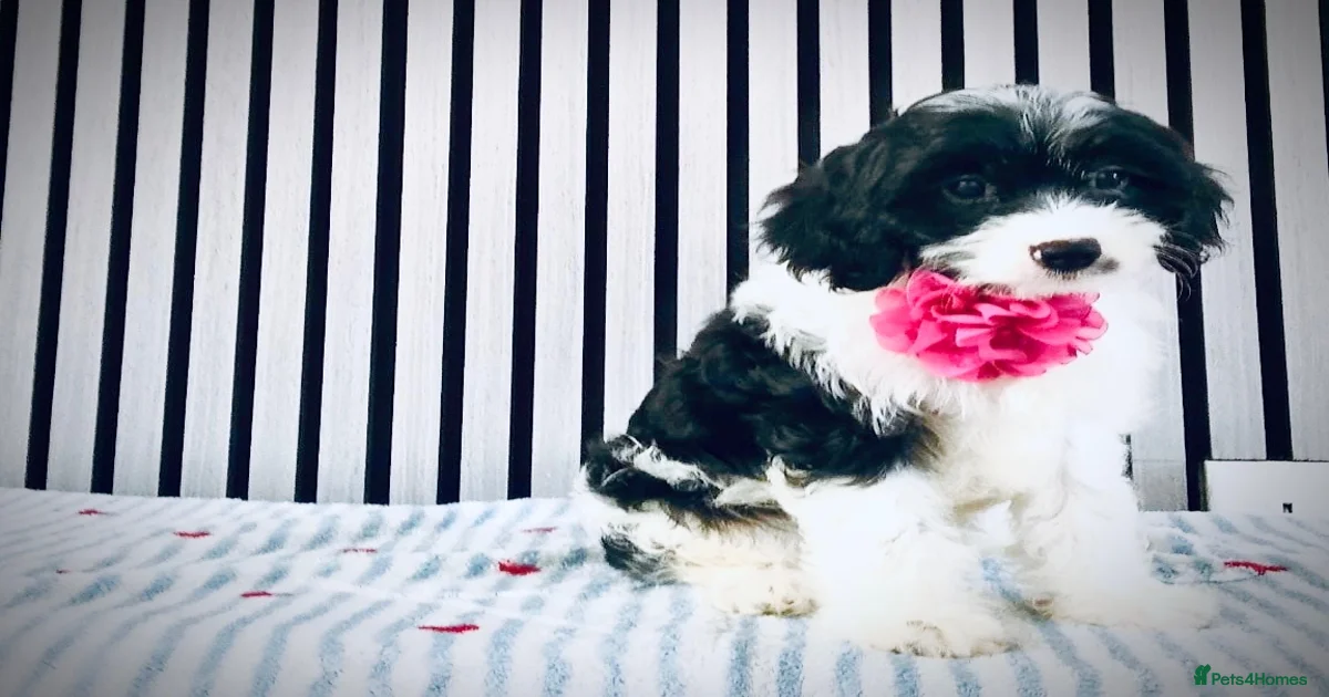 Toy cavapoo Cavapoo Puppies for sale | Pets4Homes